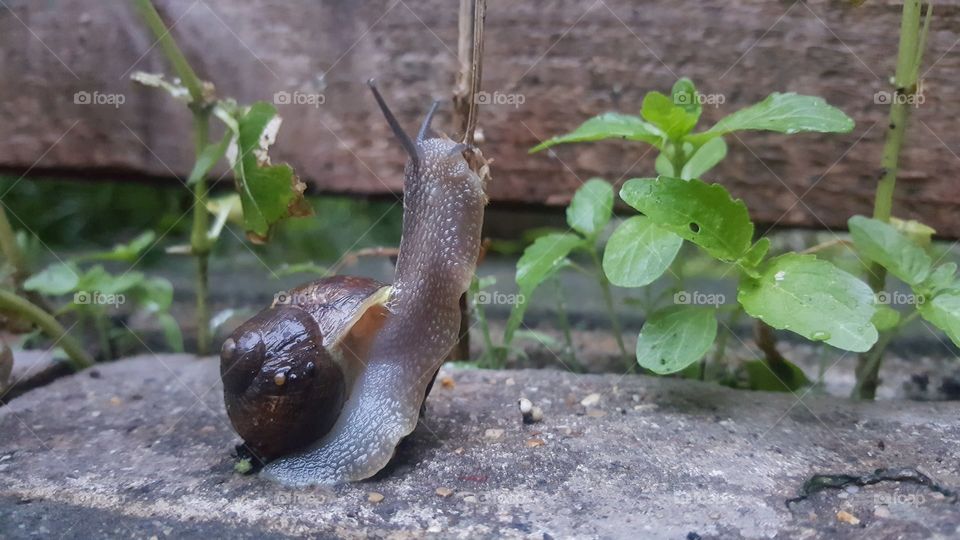 A snail beginning its precarious climb.