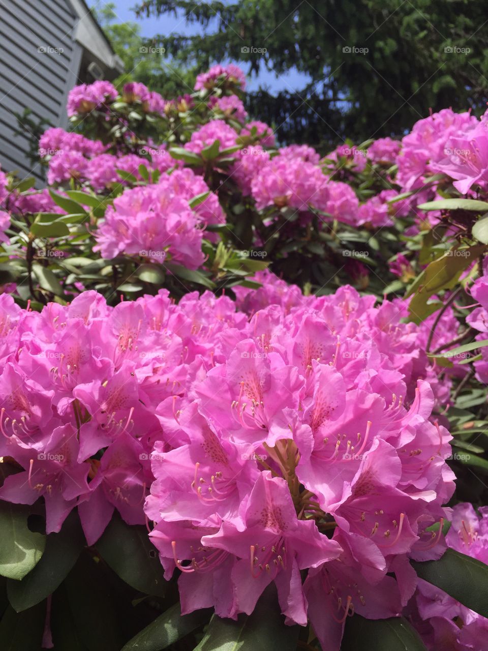 Rhododendron flowers . Rhododendron in full boom in this beautiful spring weather