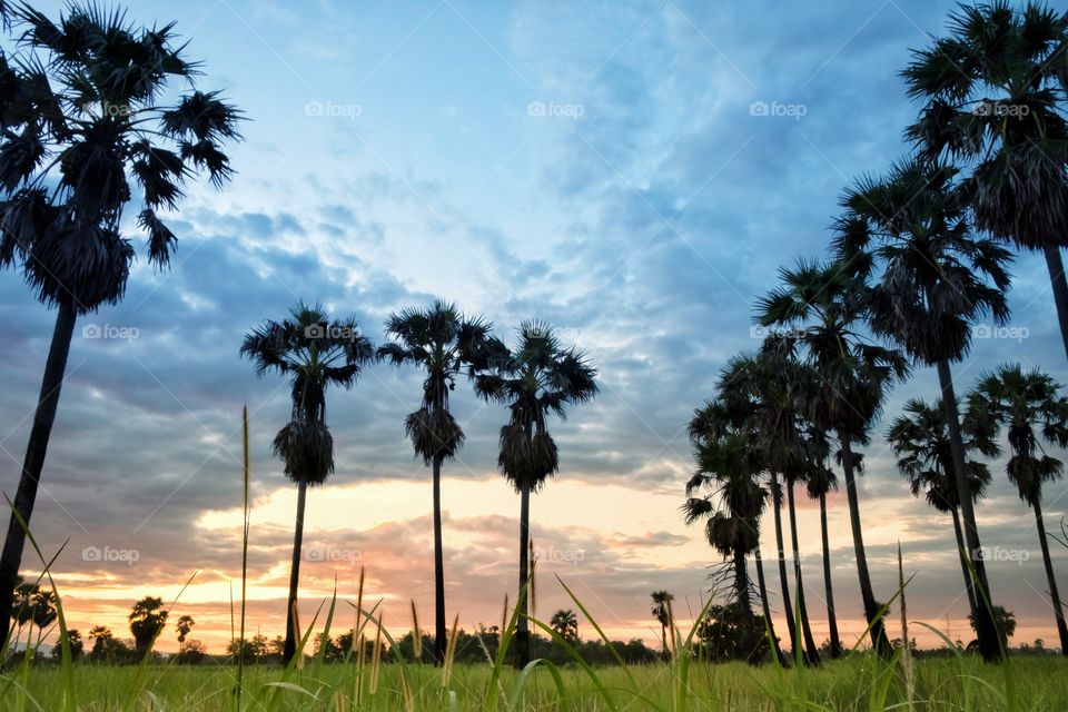 Silhouette of sugar palm in front of sunrise background