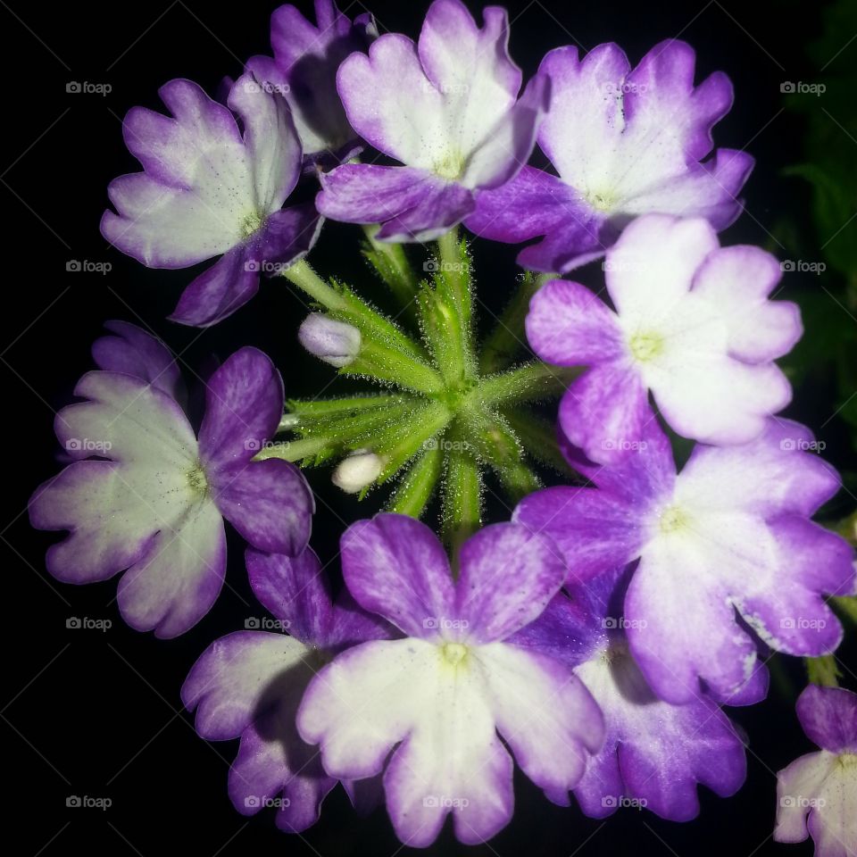 Purple Twist Verbena