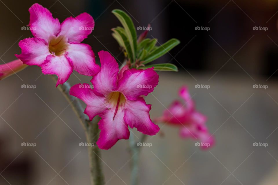 Flowering plants.