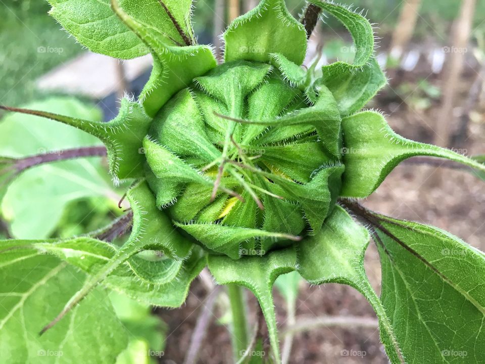 Close up of a sunflower closed, but getting ready to open 