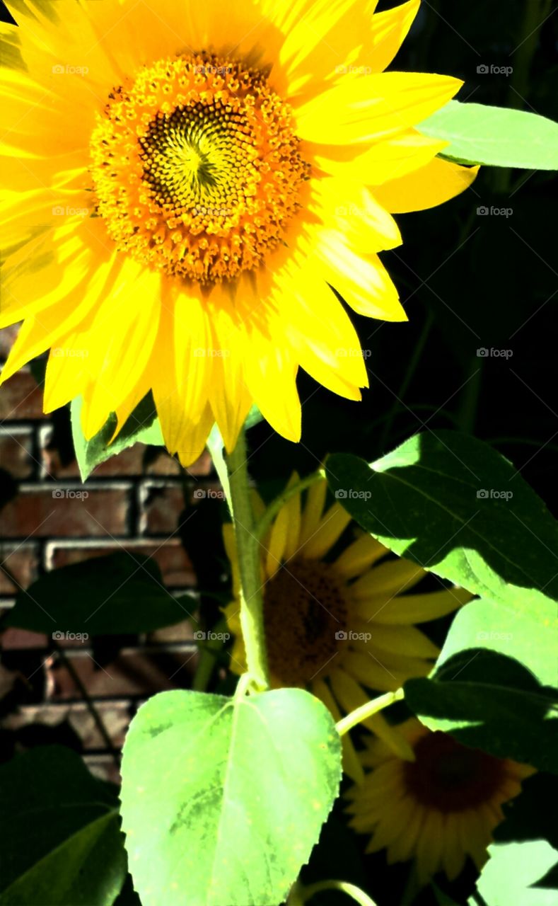 Summer Sunflowers. Yellow Explosion