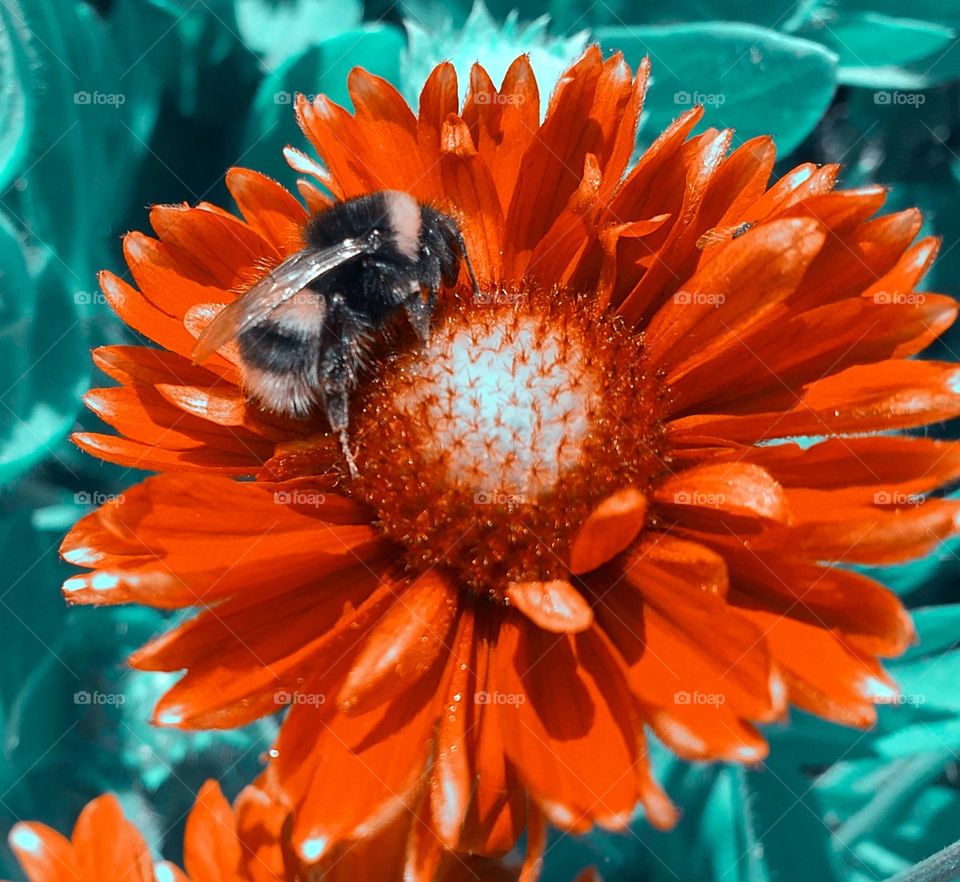 Bumblebee On Red Flower
