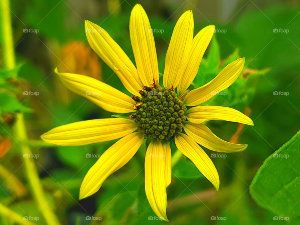 Yellow sunflower spring blossom