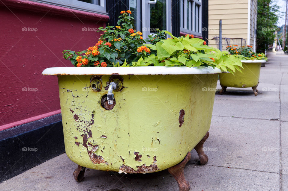 Flowers planted in a rustic, vintage bathtub in an urban setting