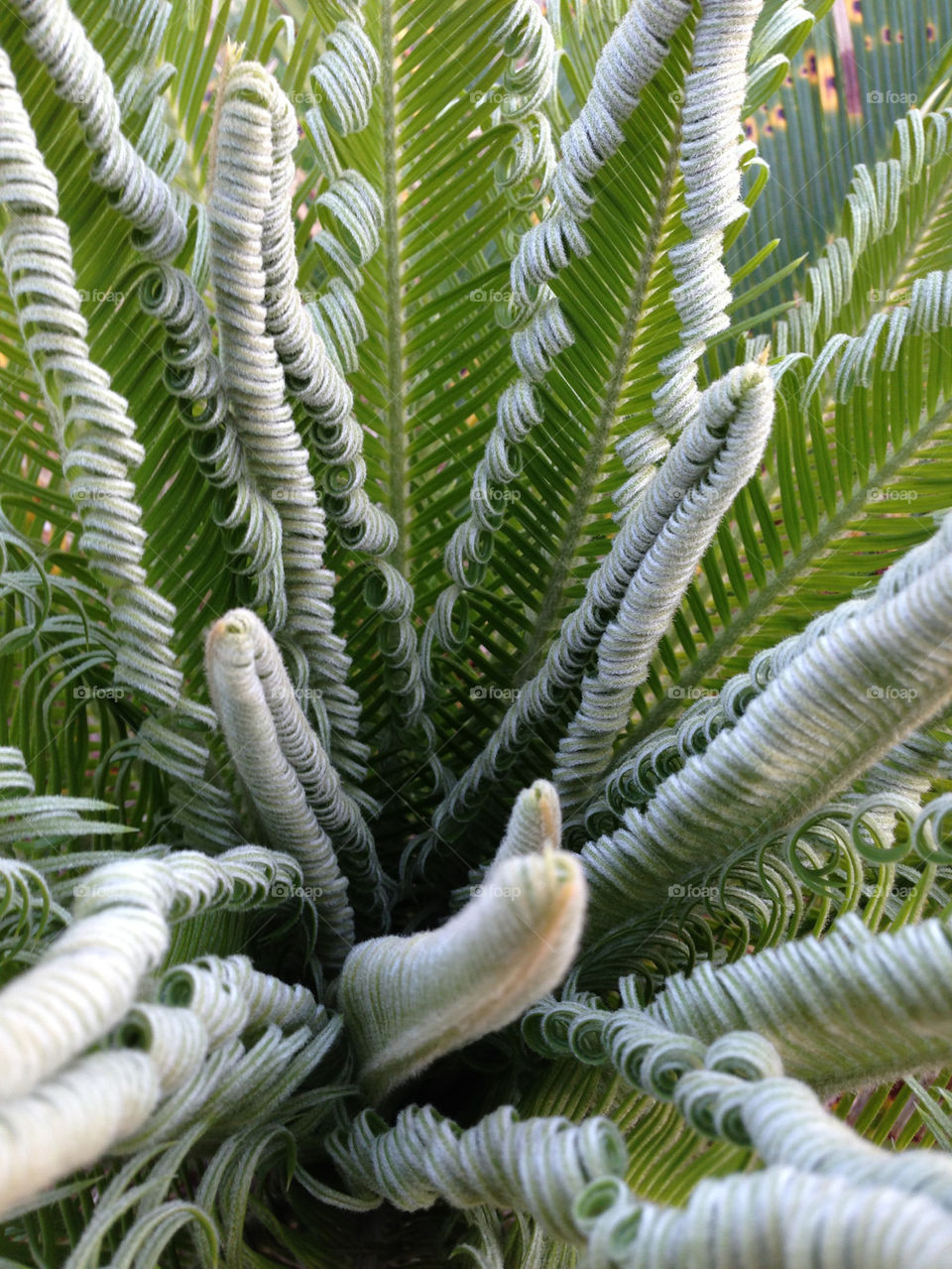 Cycad
