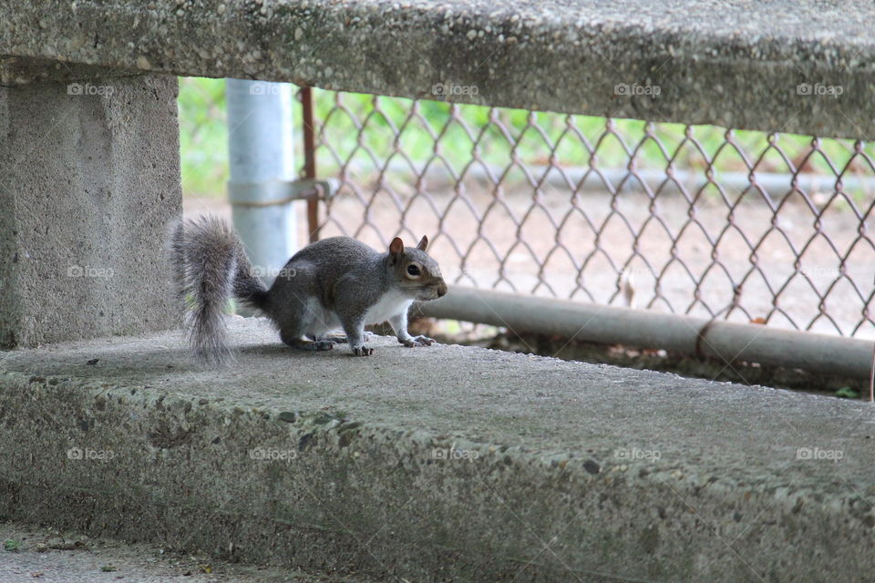 Squirrel in action at the park