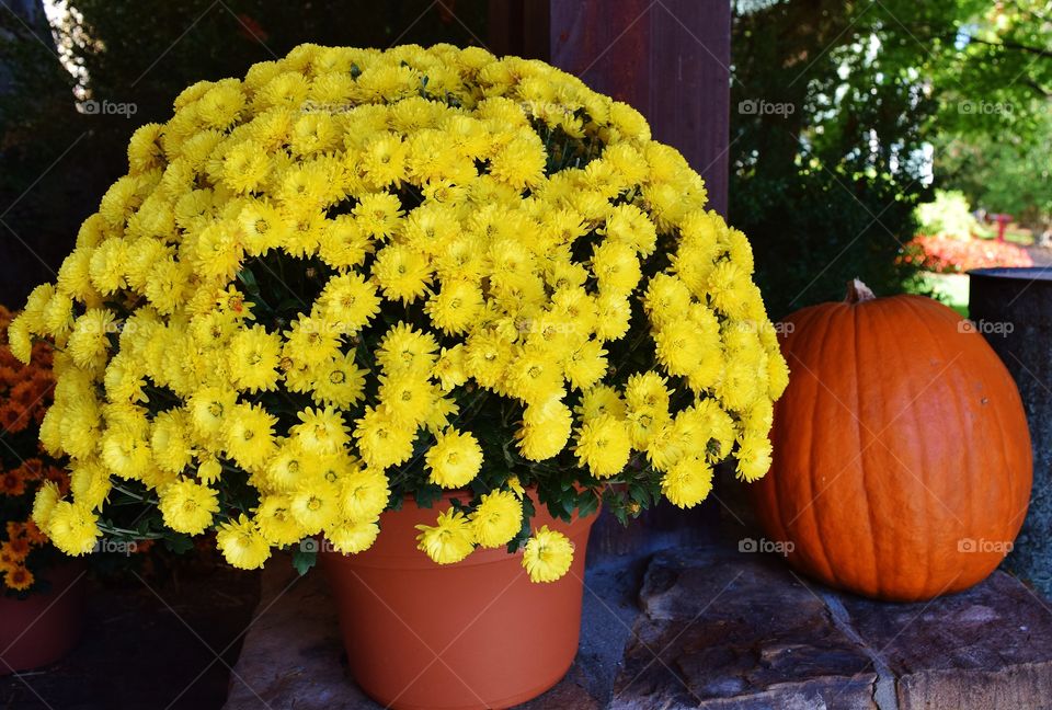 Yellow chrysanthemum