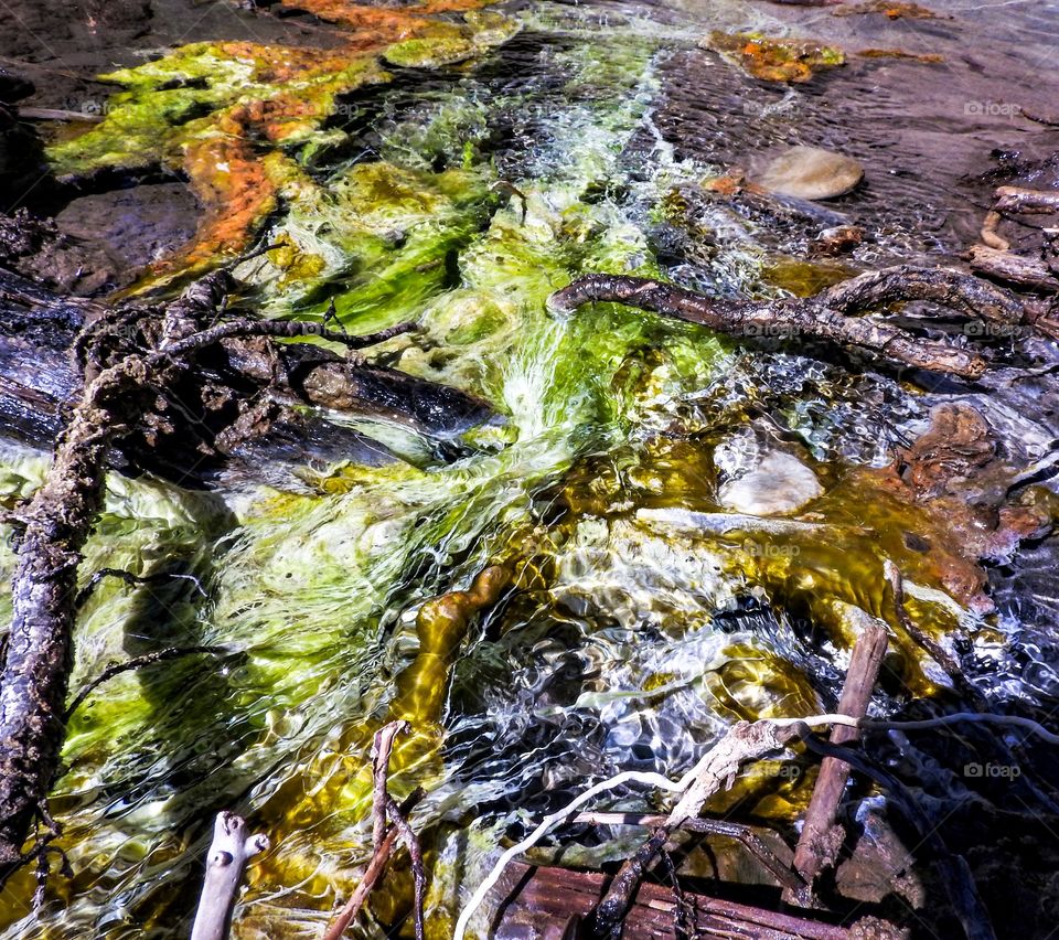 A closeup of a sulphur spring on the back of the Ram River in Alberta  