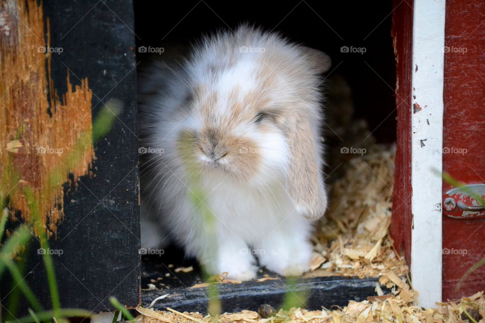 Very cute Rabbit