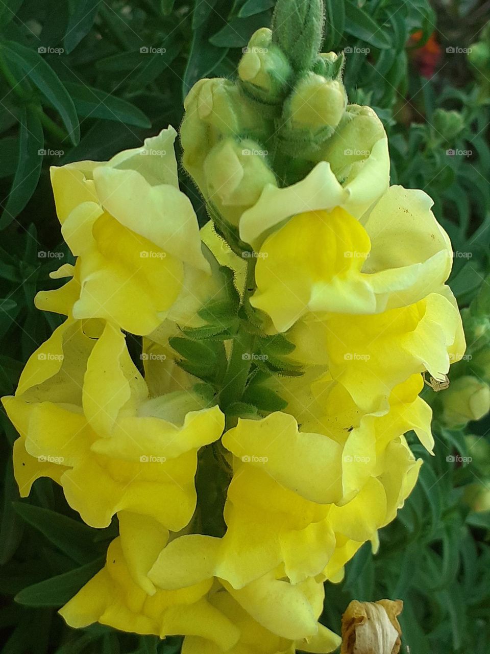 flor amarilla del jardín