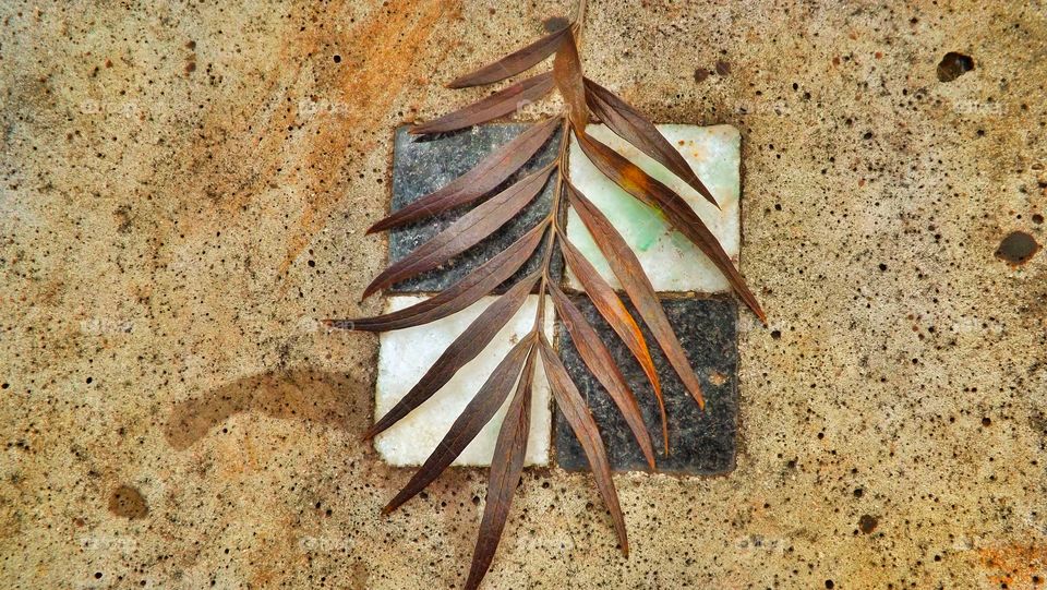 Leaf on black and white stone