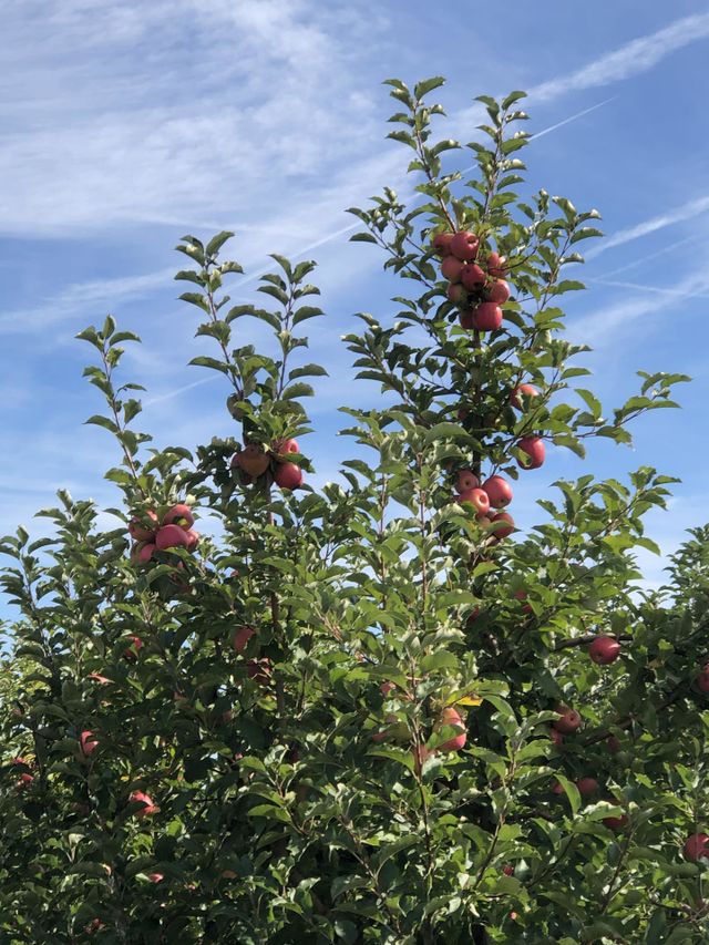 Apple Picking