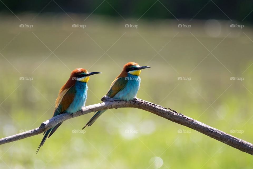 Pair of bee eater perching