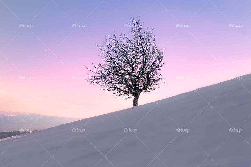 Bare tree on snow covered landscape during sunset.