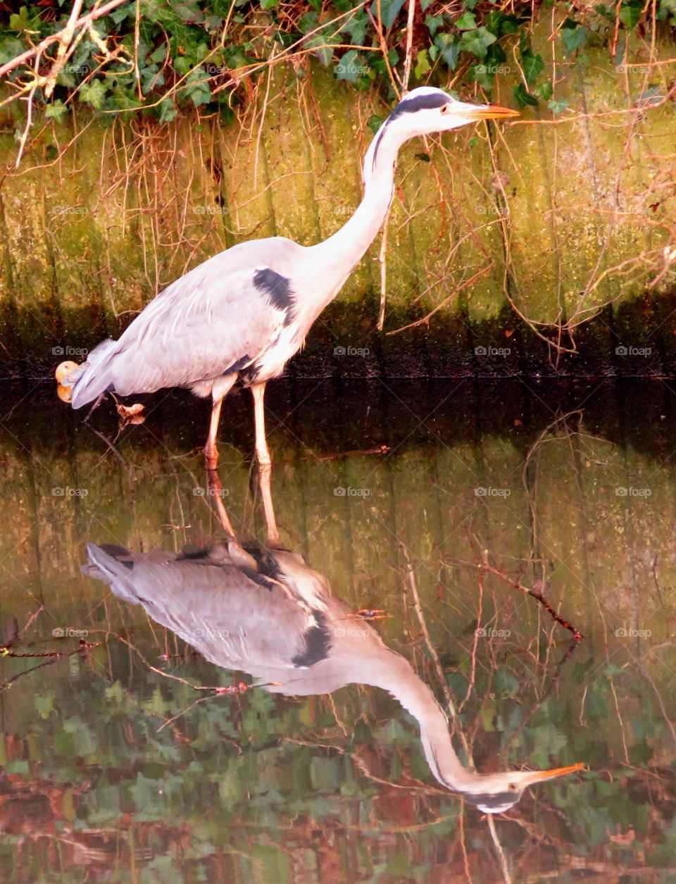 Incredible reflections