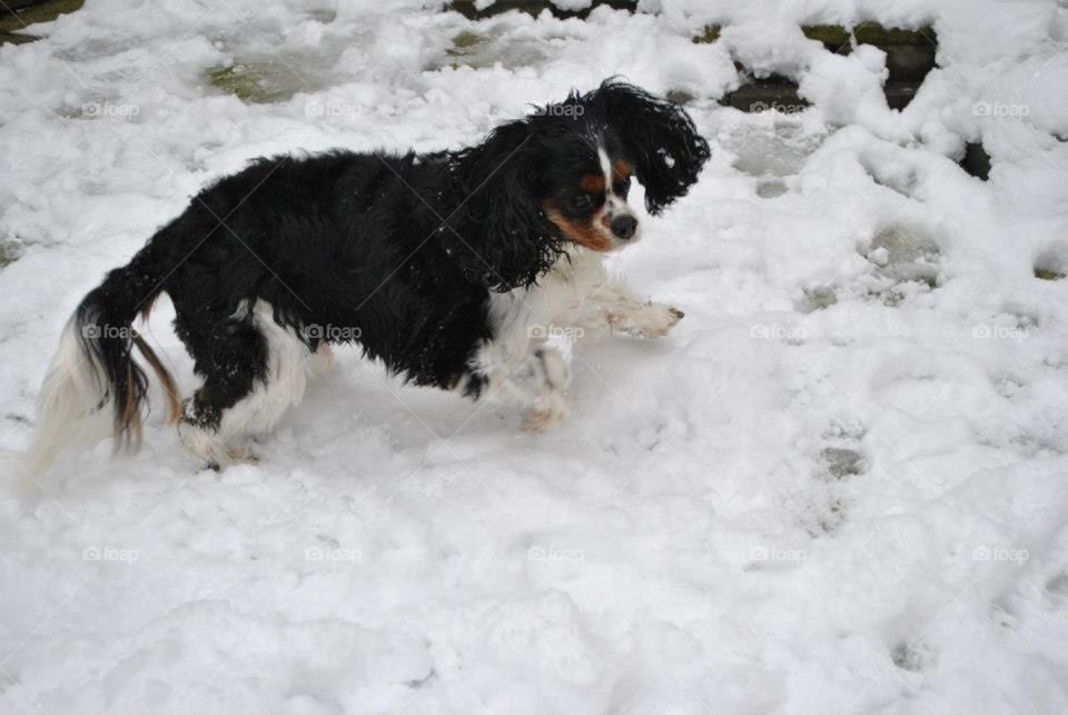 Dog running in the snow
