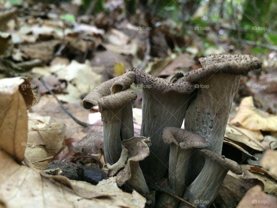 fungus