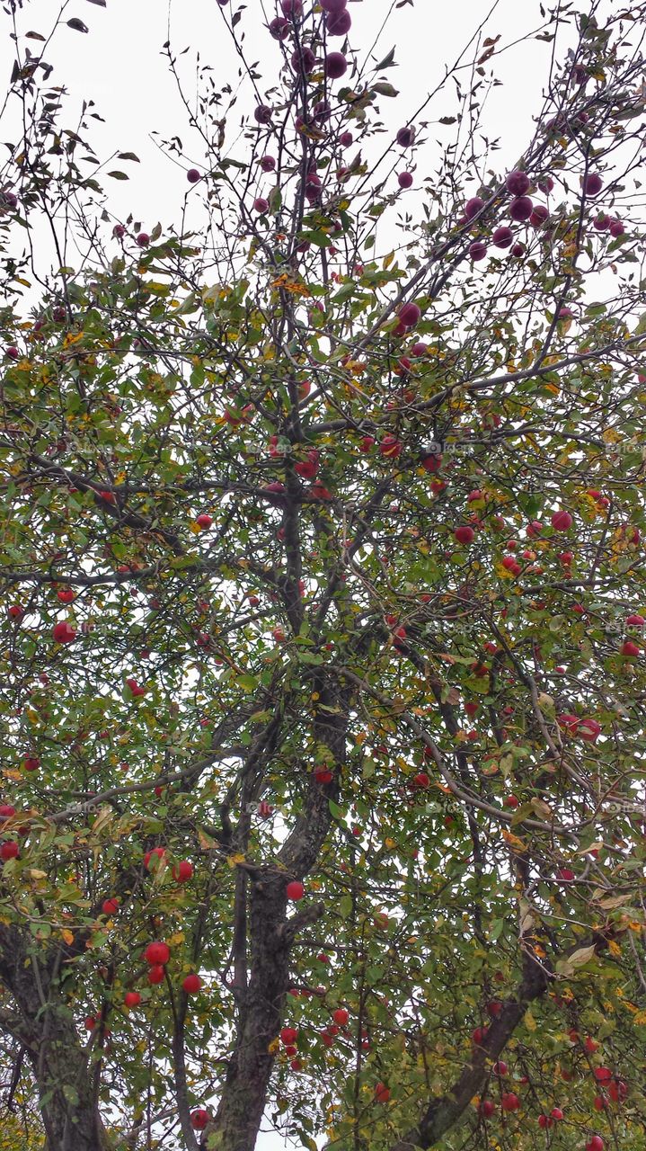 Apple Tree