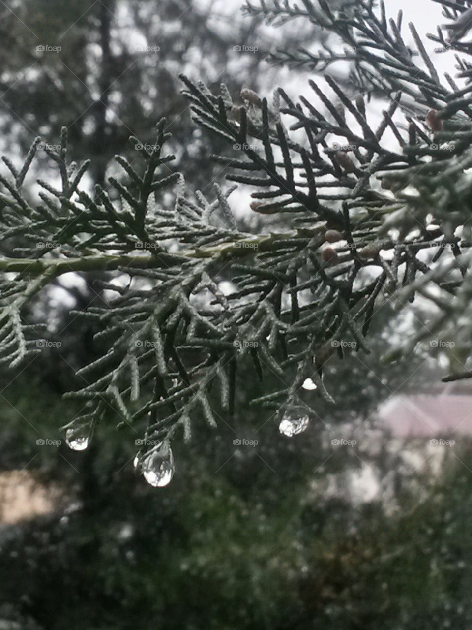 water drops on the tree