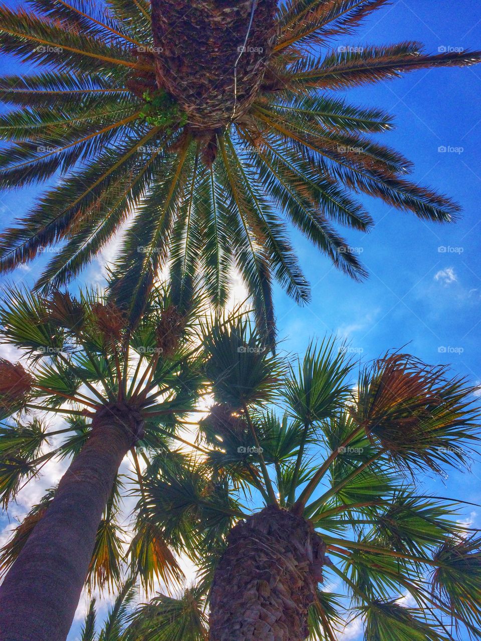 Palm tree in summer time