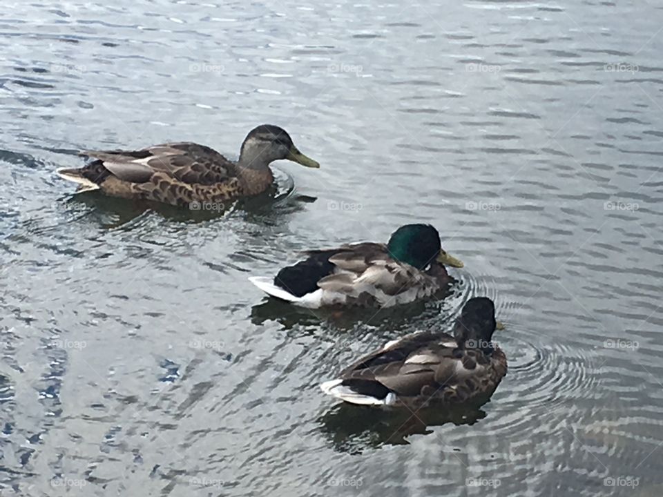 2 Female and 1
Male Mallard Duck enjoying the Lake