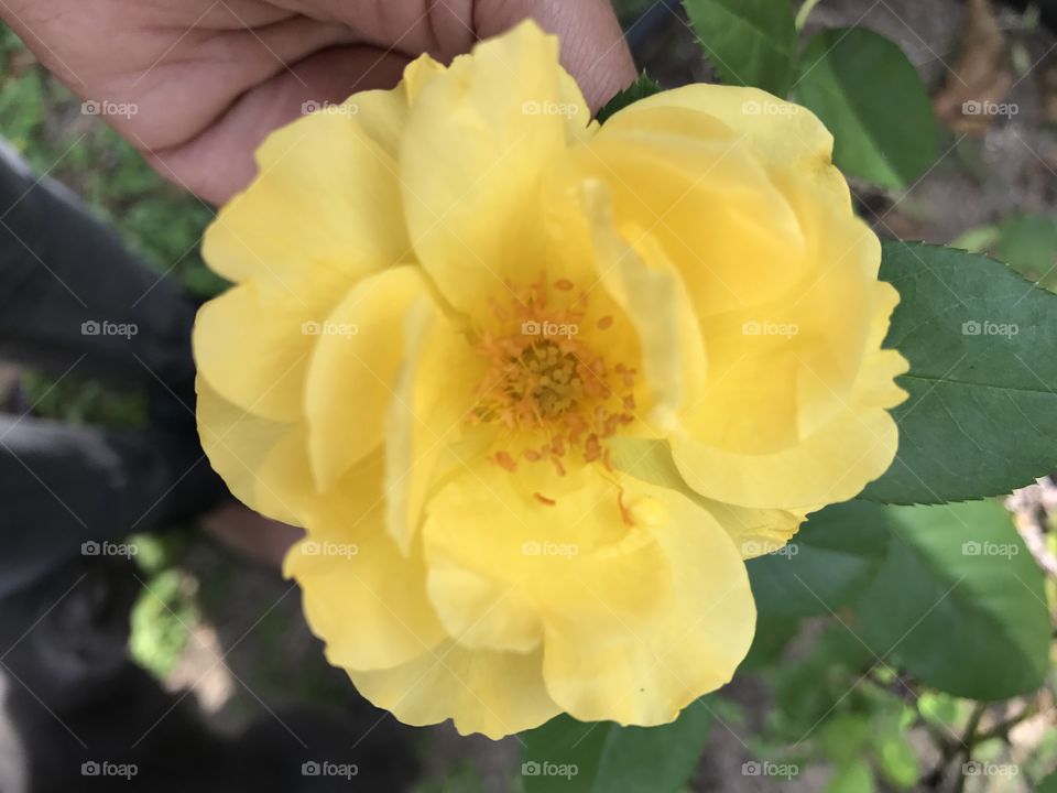 Front yard yellow rose.