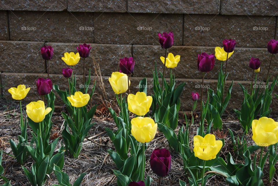 Tulip flower bed