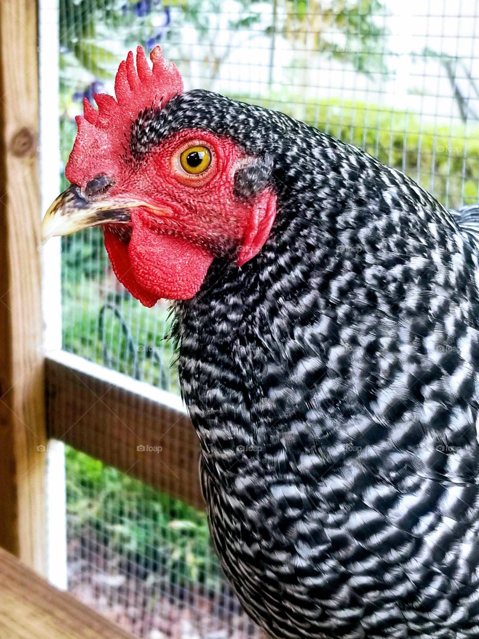 Barred Rock Chicken