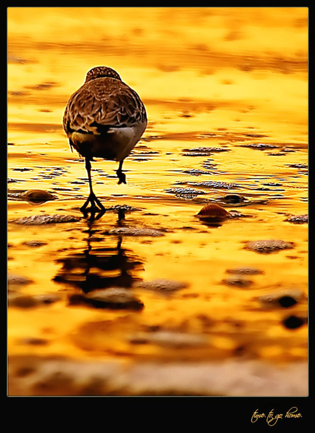 bird