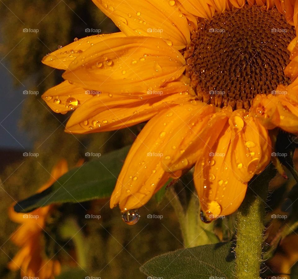 raindrops on sunflowers