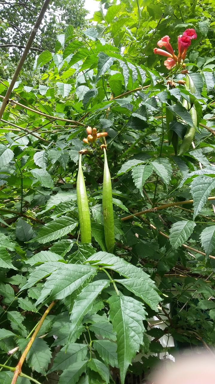 Leaf, Flora, Nature, No Person, Growth