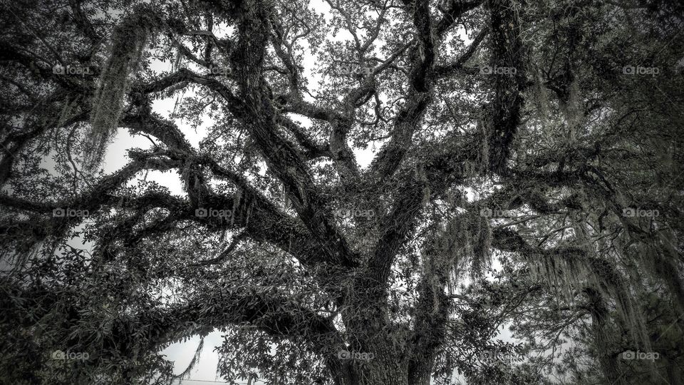 live oak tree