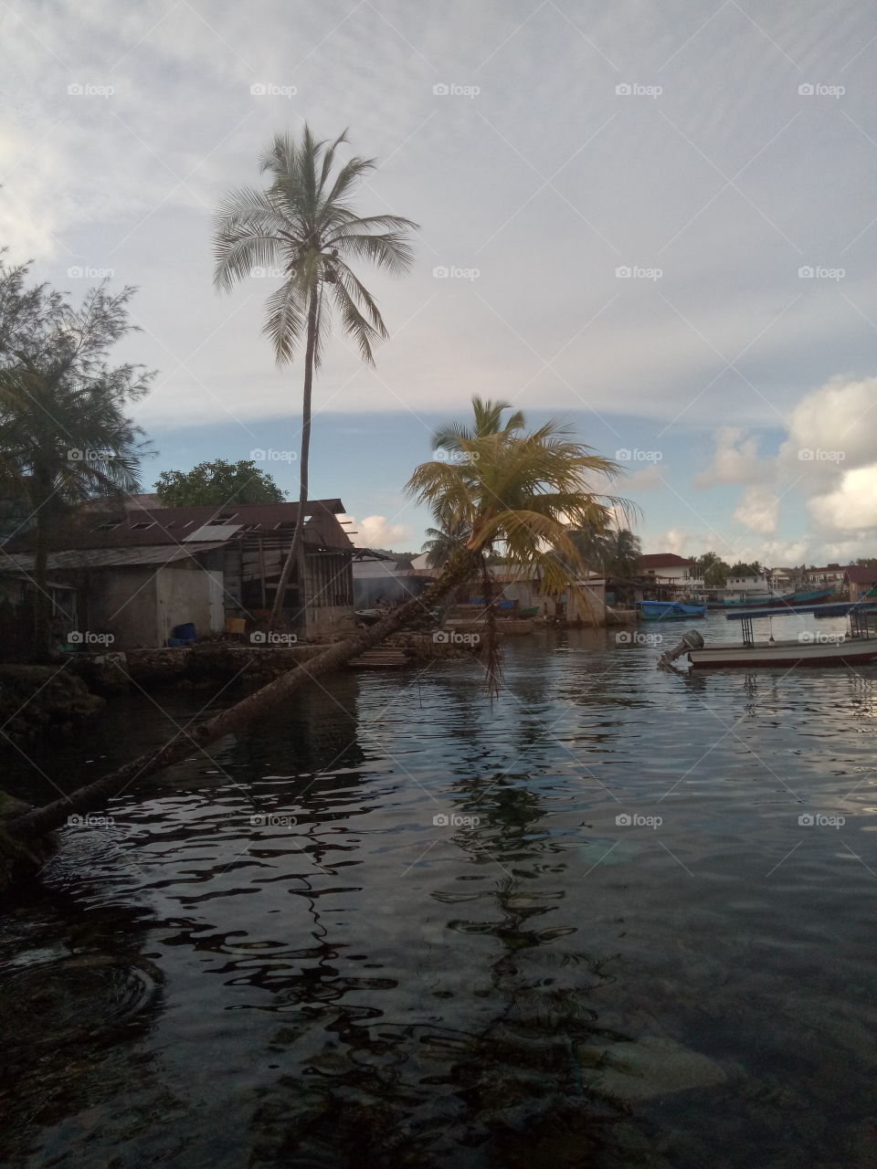 coconut tree is leaning to the sea