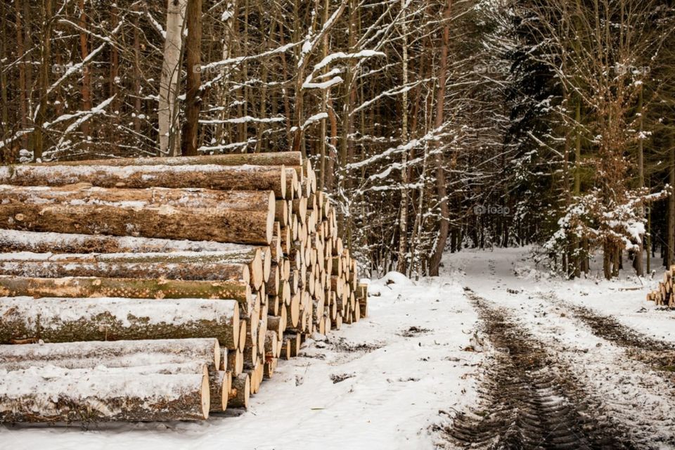 wood forest winter nature snowfall in forest