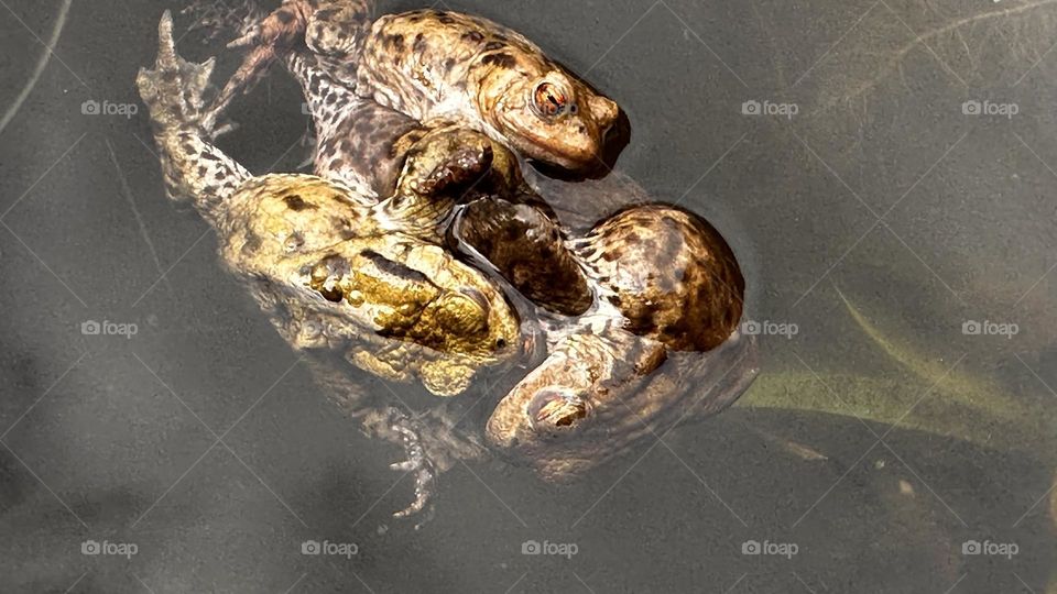 A close up of mating frogs