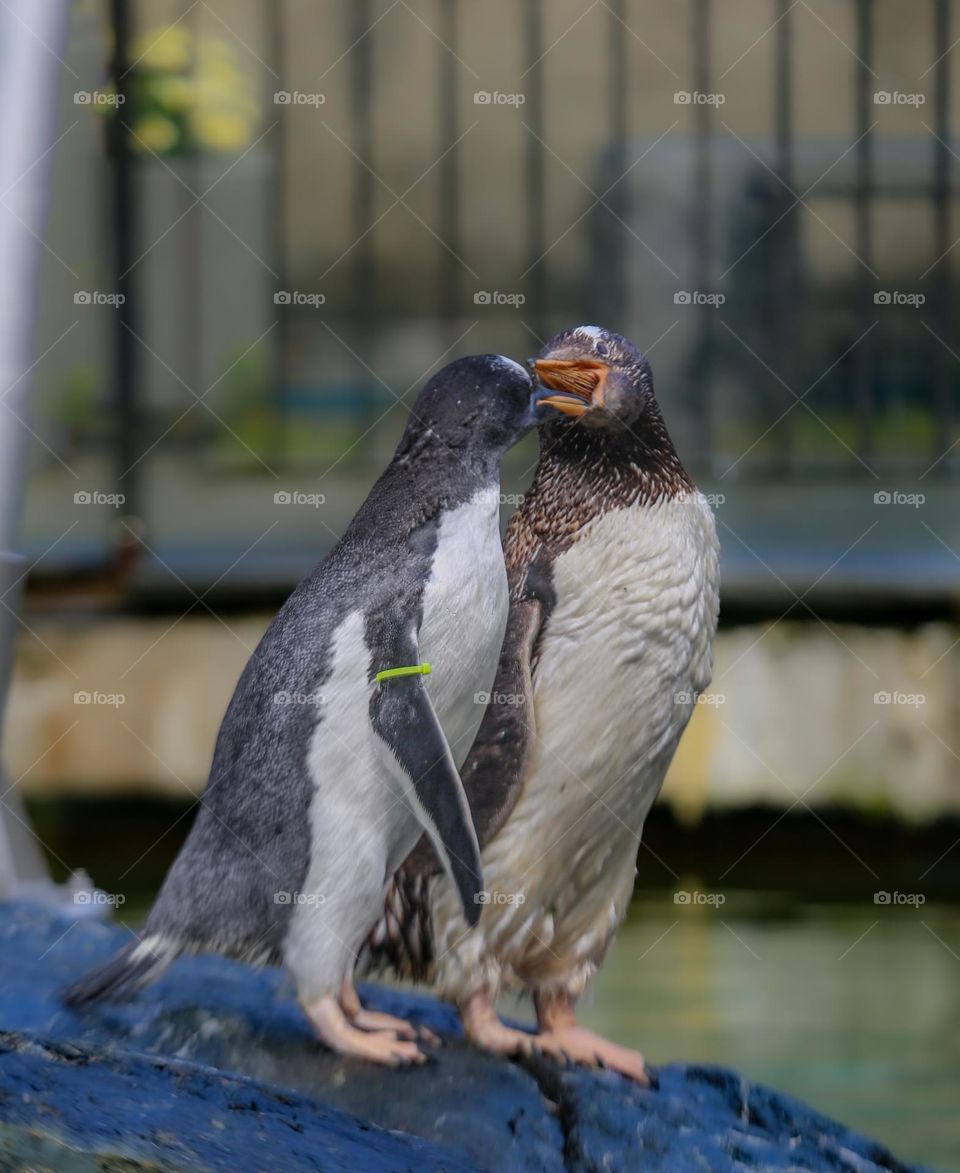 Penguins Playing Dentist - this guy is either giving his buddy food or checking for cavities