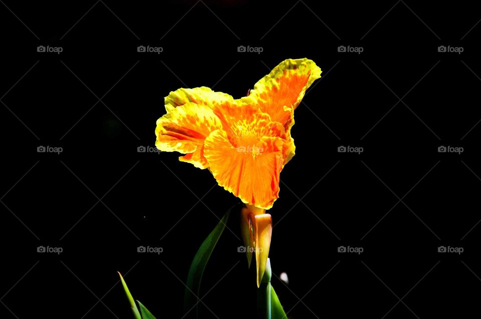 This flower is called canna indica , commonly known as Indian shot . It looks amazing in the bright yellow and magnetic Orange colour.