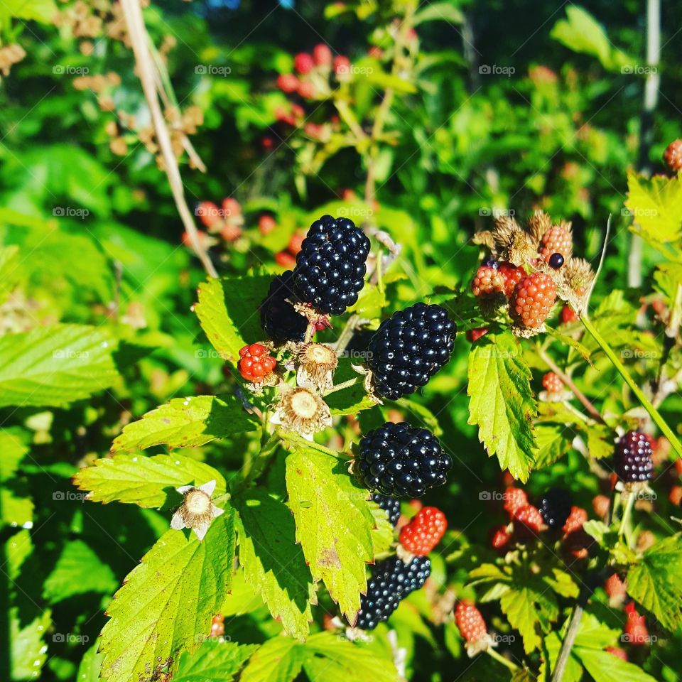 wild blackberry