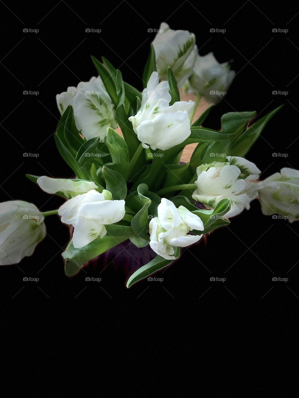 White tulips 