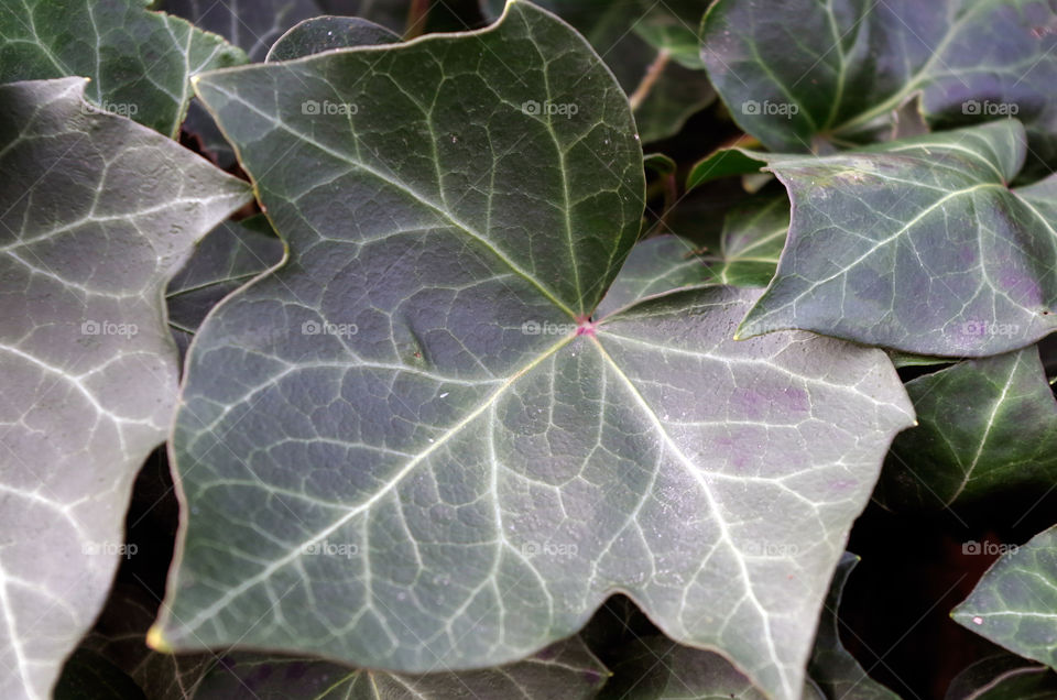 Close-up of ivy leaves growing on fence in city park.