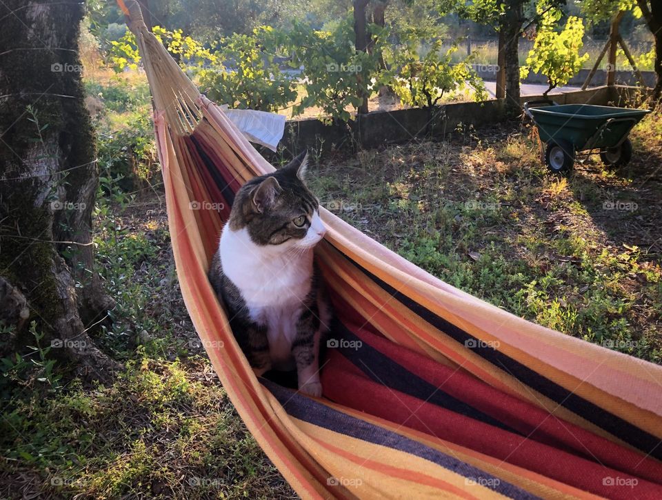 Cat in a hammock hanging between trees in the sun