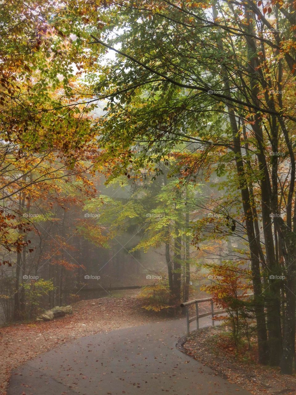 Autumn in the forest