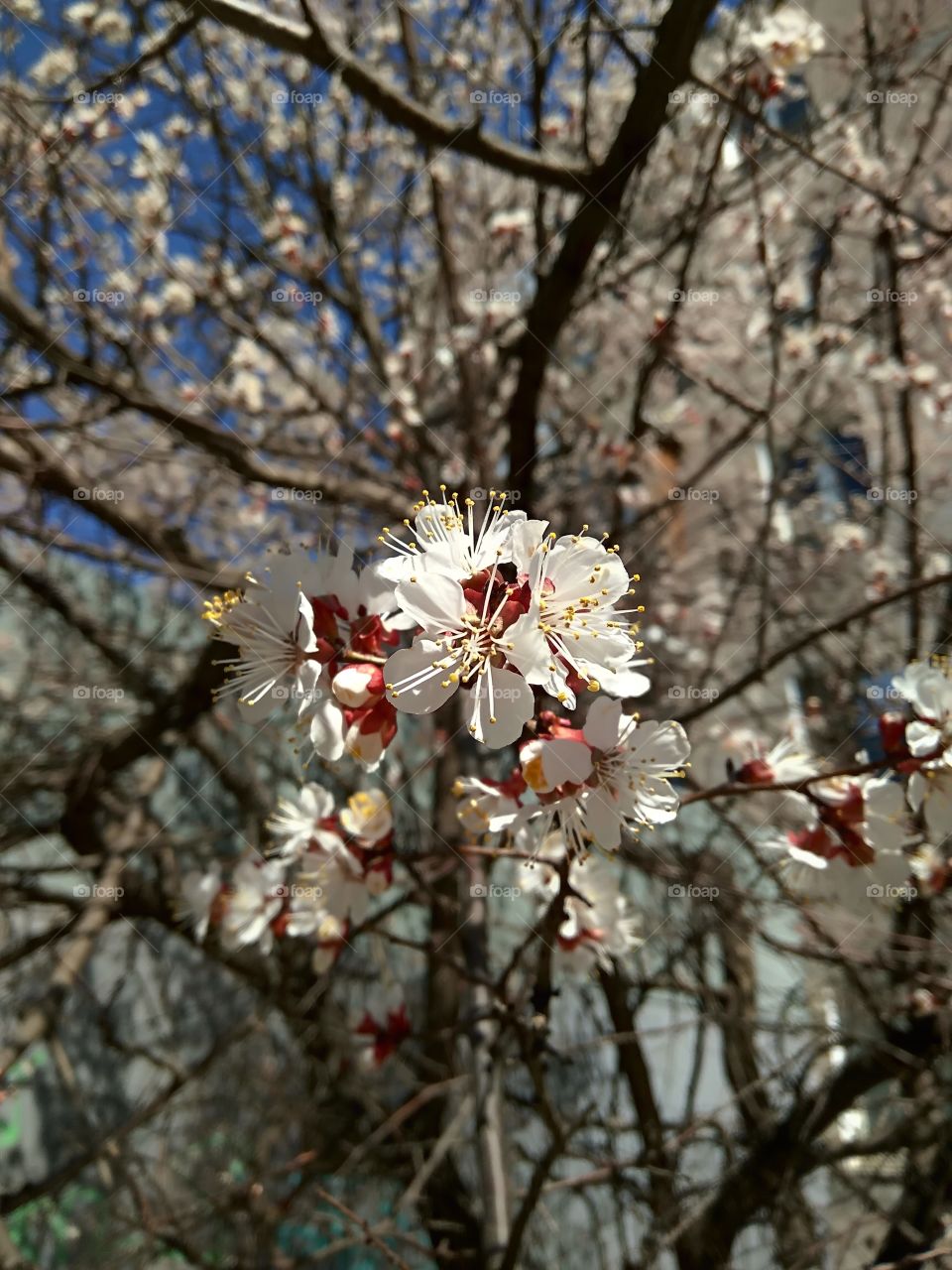 Sakura flowers