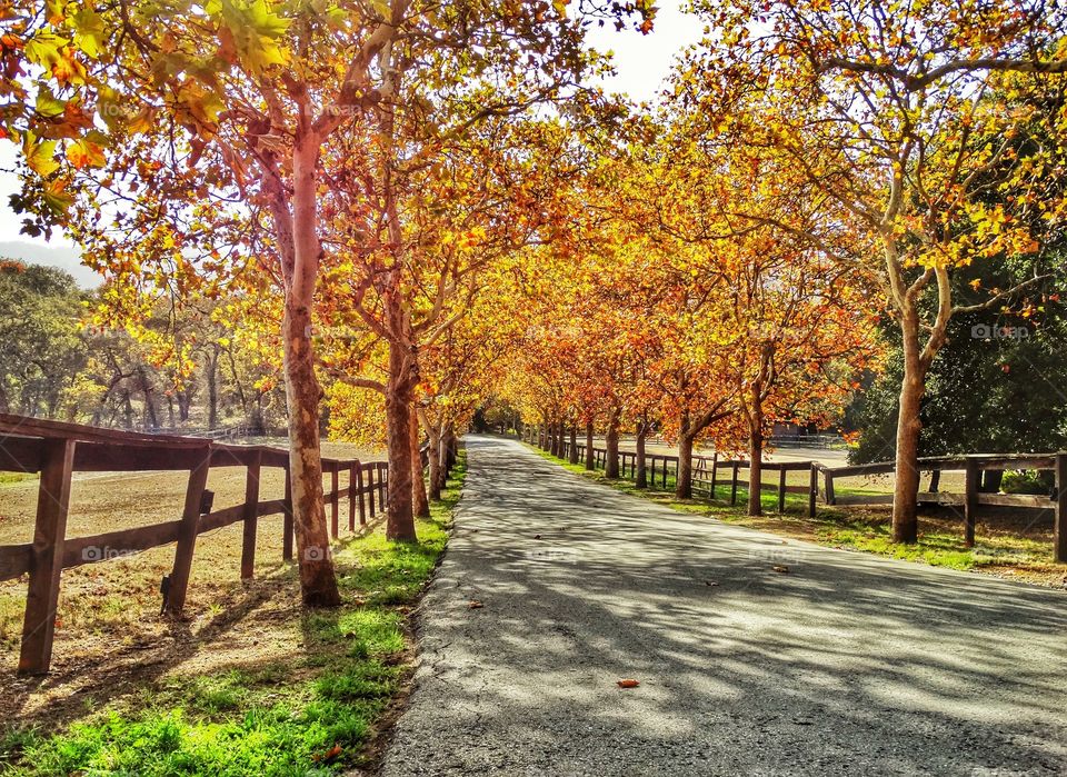 Fall Colors On Rural Road In Northern California