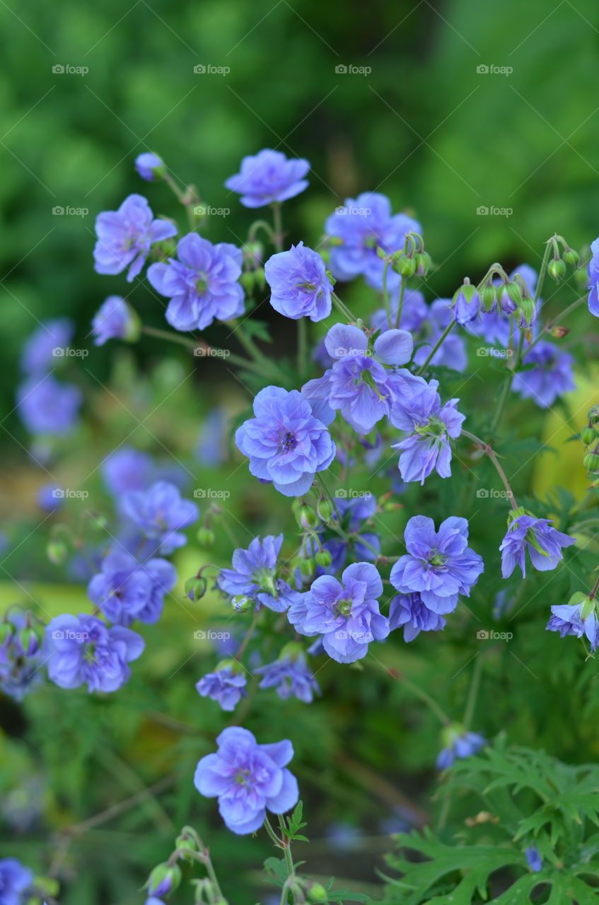 Purple plants