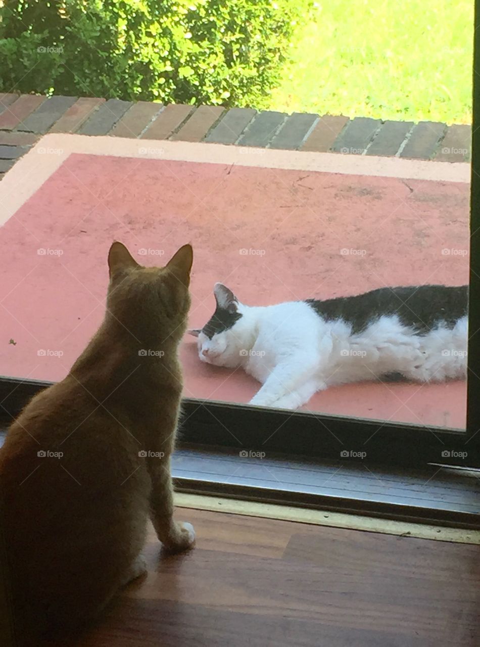 Orange cat inside house looking through the glass door at black and white cat lounging on the porch. 