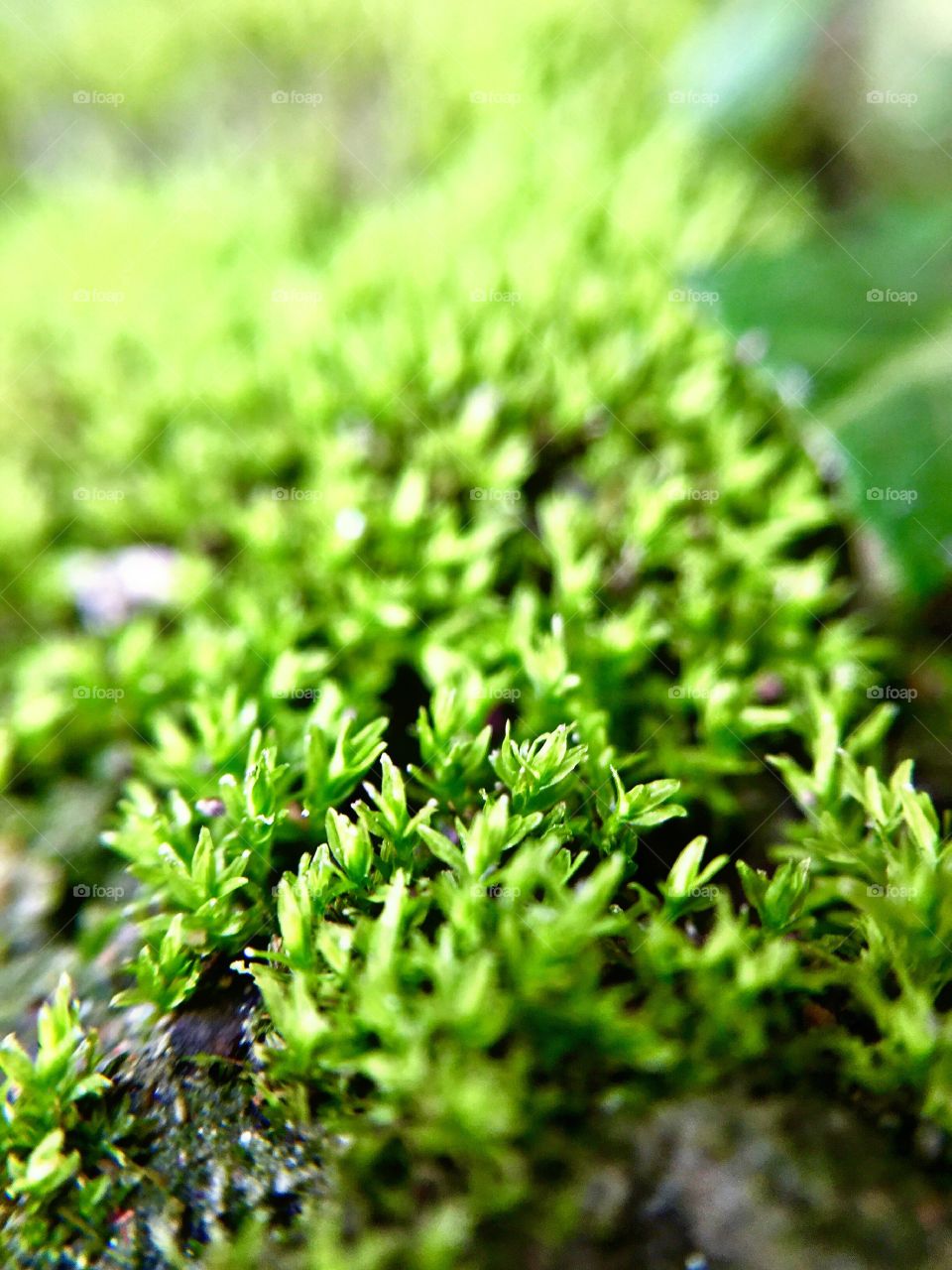 Beautiful green grass macro photography 