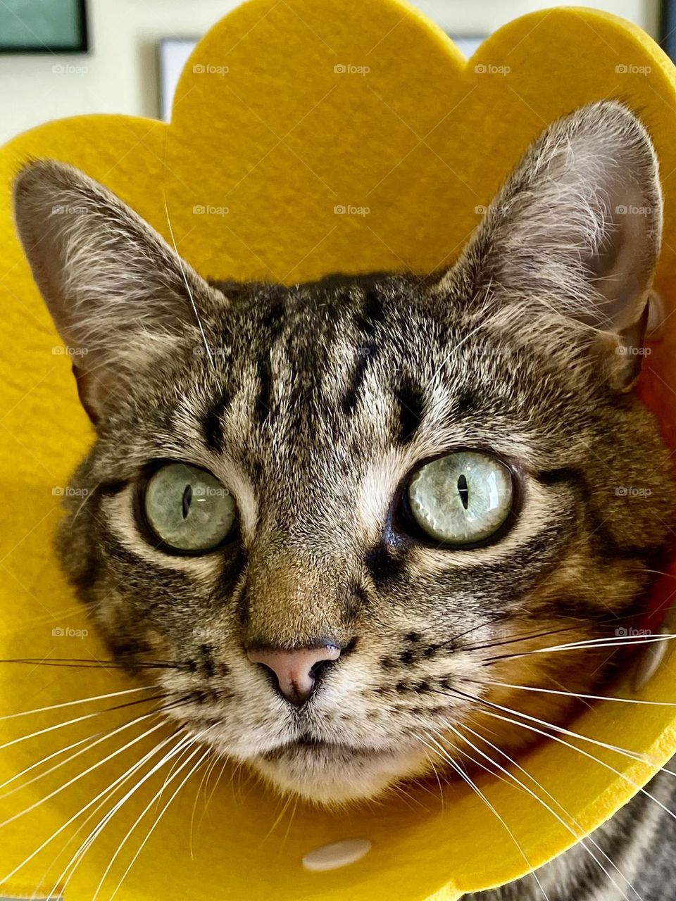 A cat with a yellow flower cone